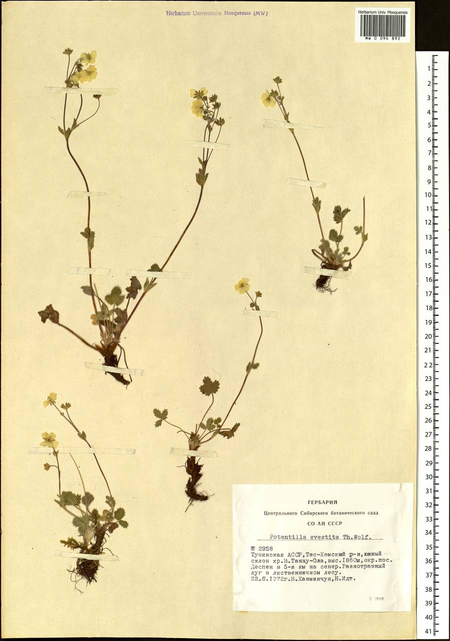 Potentilla evestita Wolf, Siberia, Altai & Sayany Mountains (S2) (Russia)