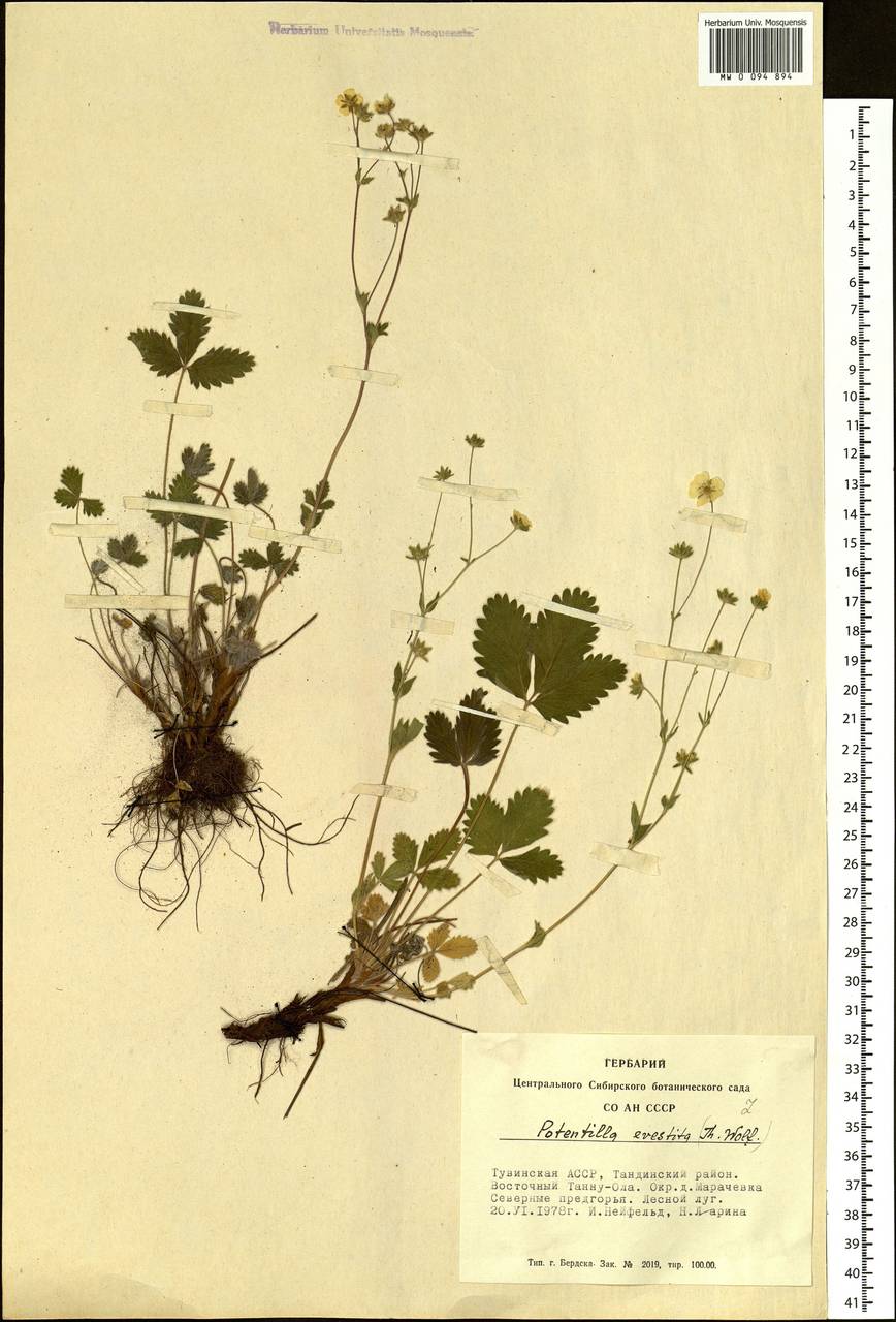 Potentilla evestita Th. Wolf, Siberia, Altai & Sayany Mountains (S2) (Russia)