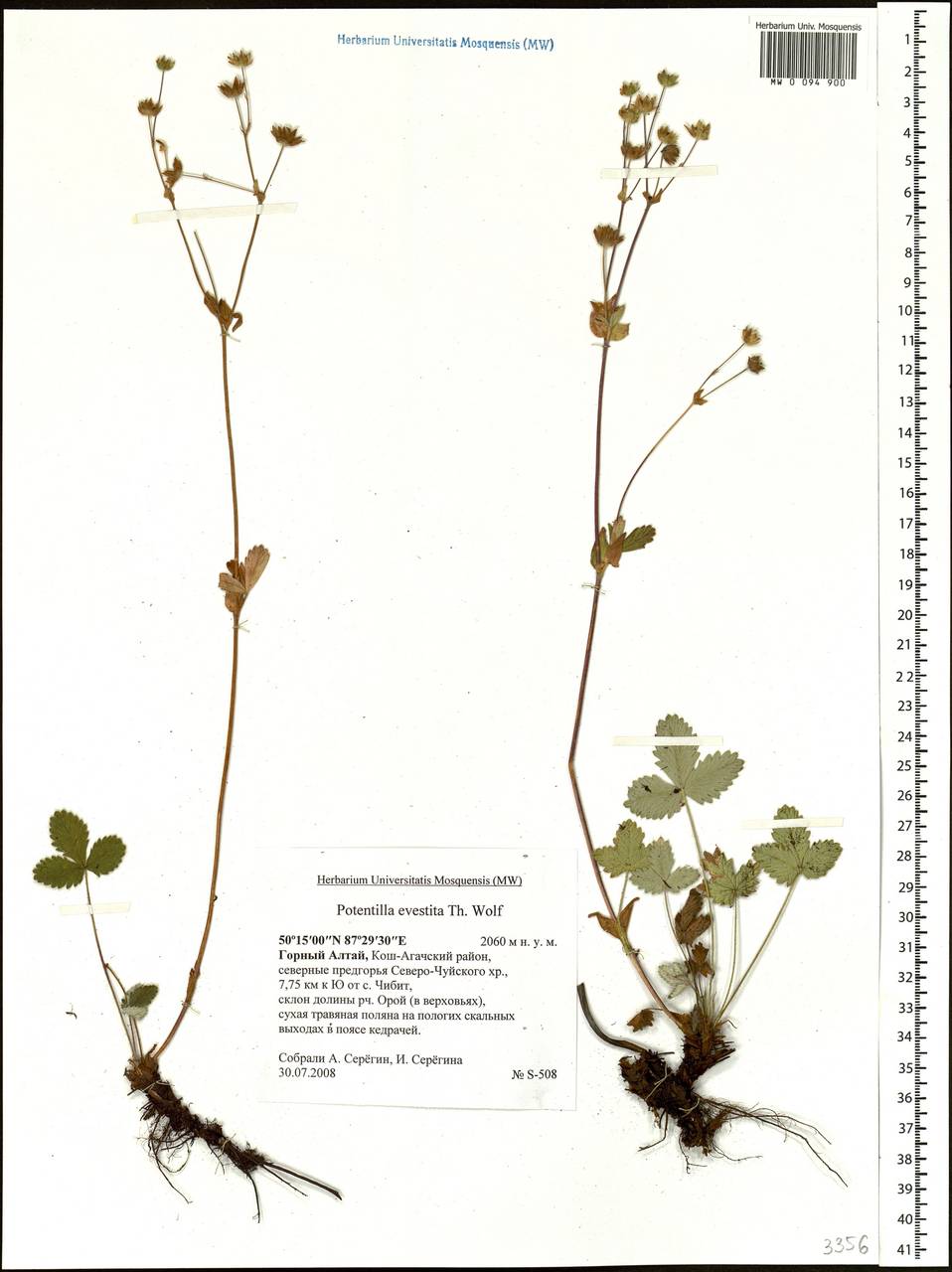 Potentilla evestita Wolf, Siberia, Altai & Sayany Mountains (S2) (Russia)