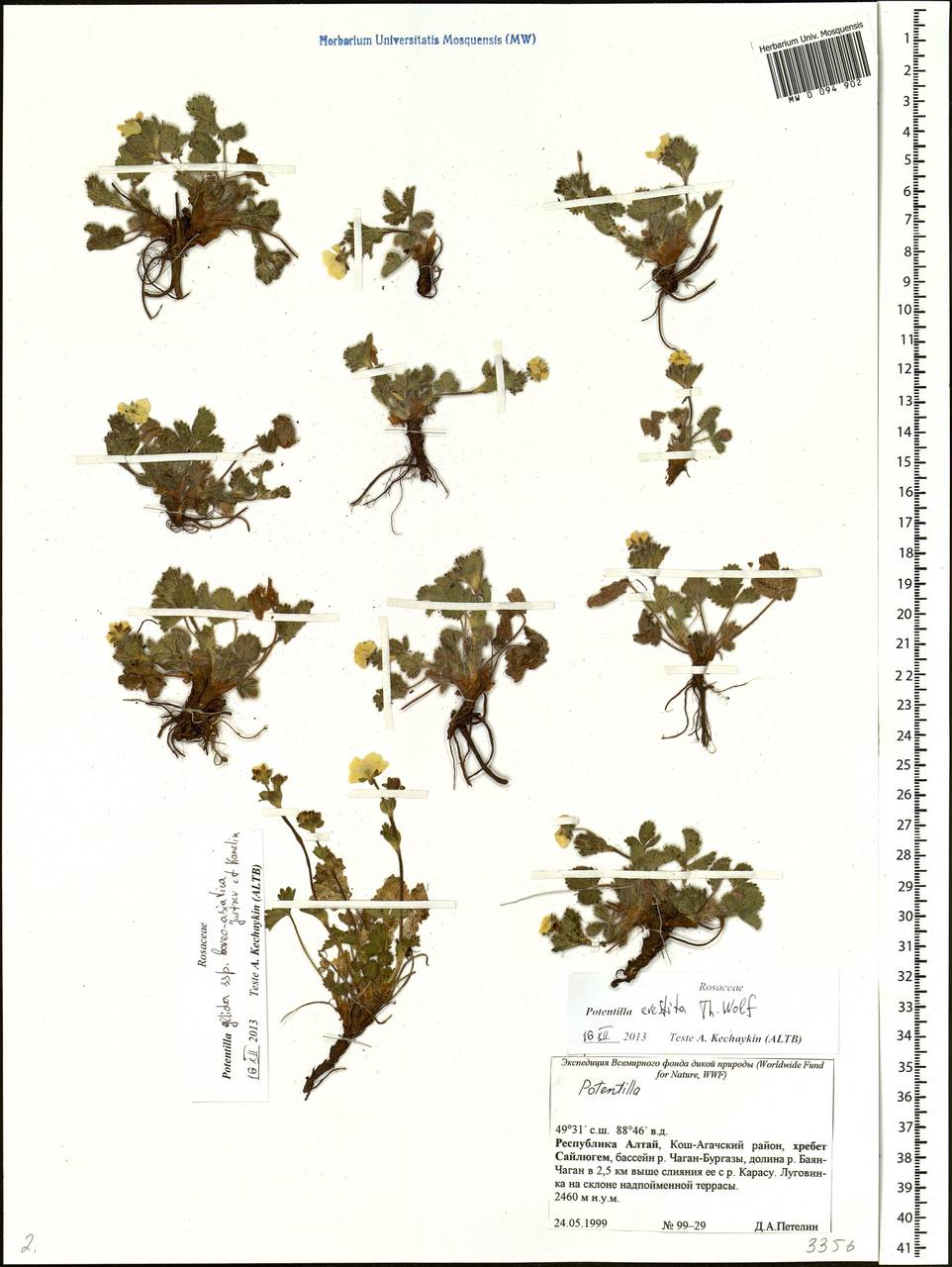 Potentilla evestita Wolf, Siberia, Altai & Sayany Mountains (S2) (Russia)