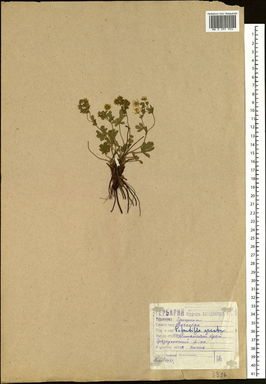 Potentilla erecta (L.) Raeusch., Siberia, Altai & Sayany Mountains (S2) (Russia)