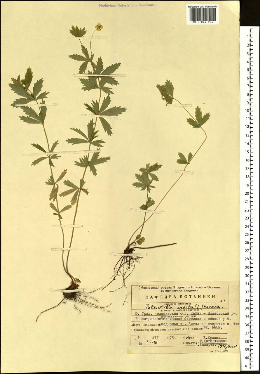 Potentilla erecta (L.) Raeusch., Eastern Europe, Eastern region (E10) (Russia)