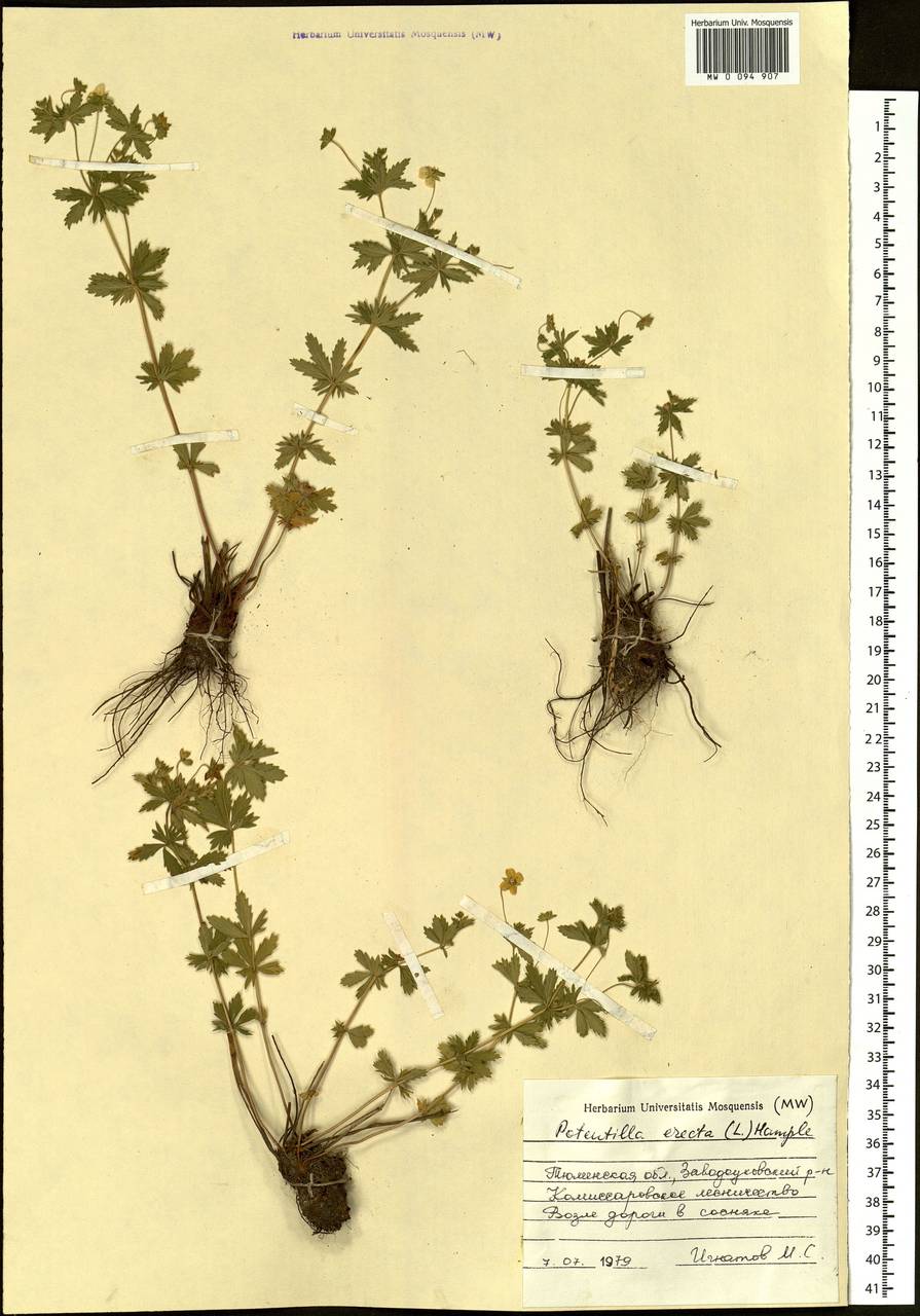 Potentilla erecta (L.) Raeusch., Siberia, Western Siberia (S1) (Russia)