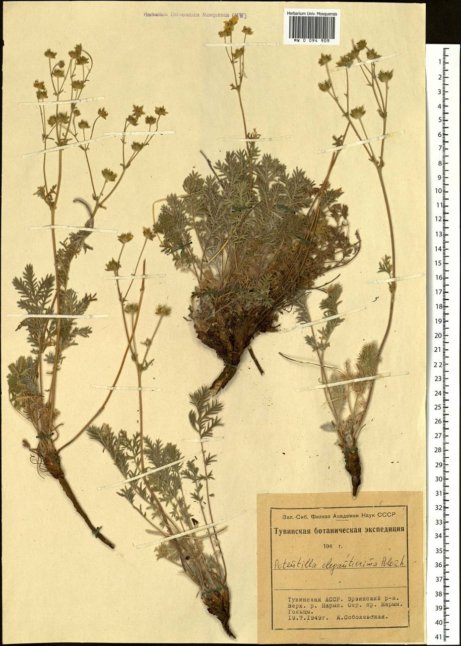 Potentilla sericea L., Siberia, Altai & Sayany Mountains (S2) (Russia)