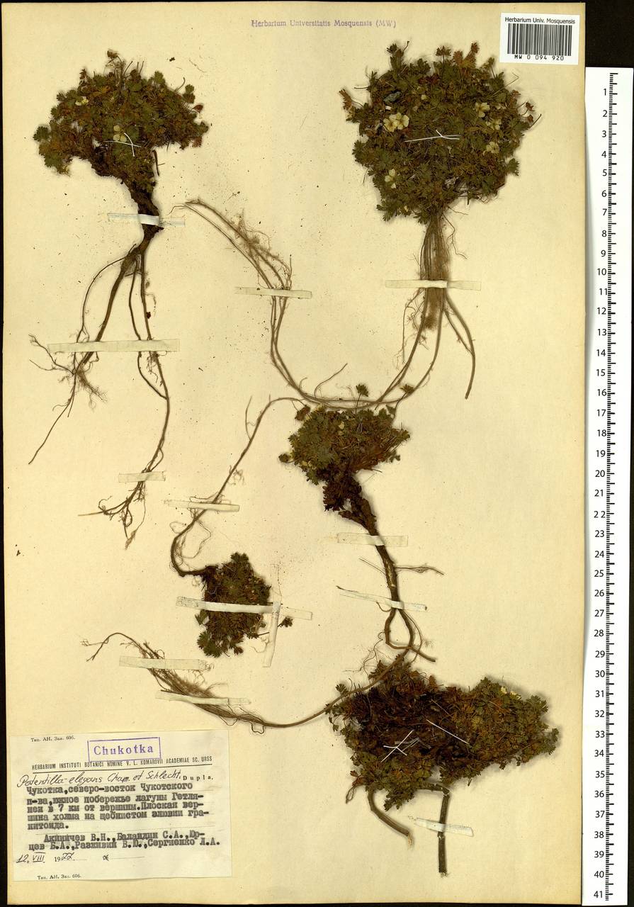 Potentilla elegans Cham. & Schltdl., Siberia, Chukotka & Kamchatka (S7) (Russia)