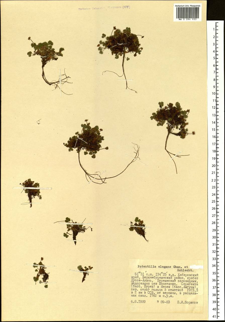 Potentilla elegans Cham. & Schltdl., Siberia, Russian Far East (S6) (Russia)