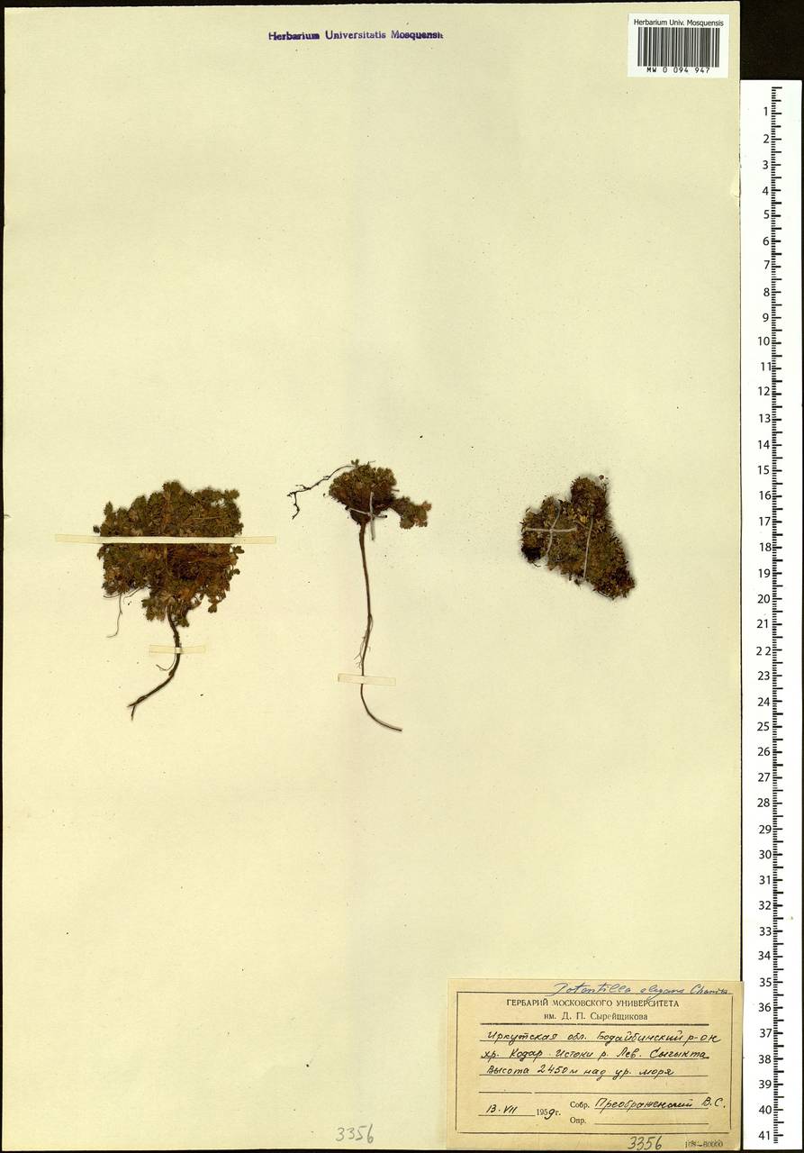 Potentilla elegans Cham. & Schltdl., Siberia, Baikal & Transbaikal region (S4) (Russia)