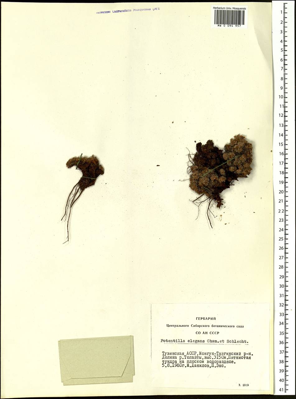 Potentilla elegans Cham. & Schltdl., Siberia, Altai & Sayany Mountains (S2) (Russia)