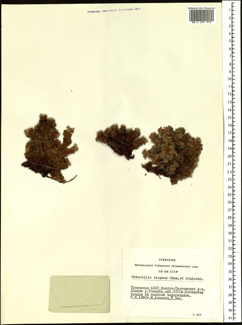 Potentilla elegans Cham. & Schltdl., Siberia, Altai & Sayany Mountains (S2) (Russia)