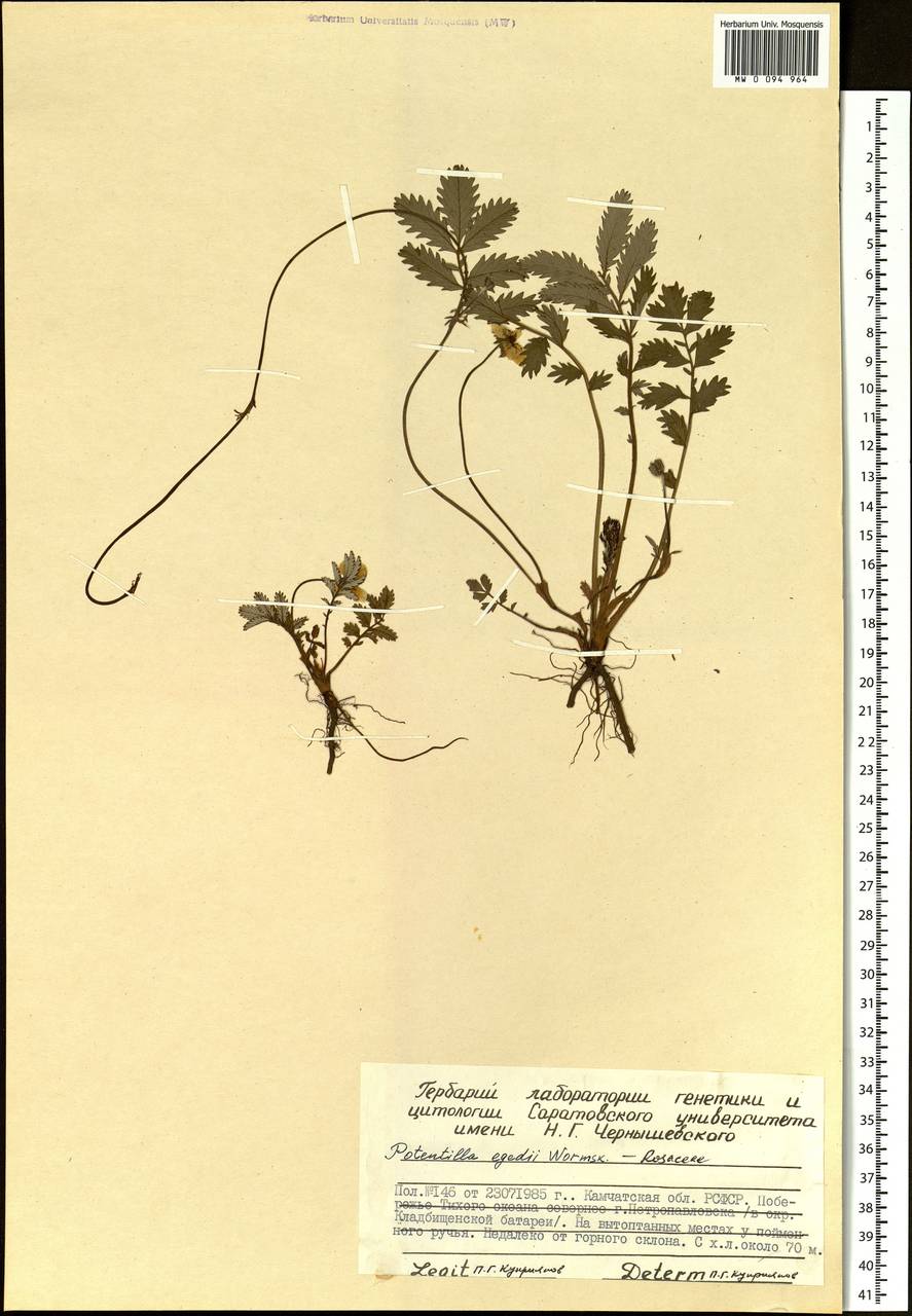 Argentina anserina subsp. egedei (Wormsk.) Á. Löve & Ritchie, Siberia, Chukotka & Kamchatka (S7) (Russia)