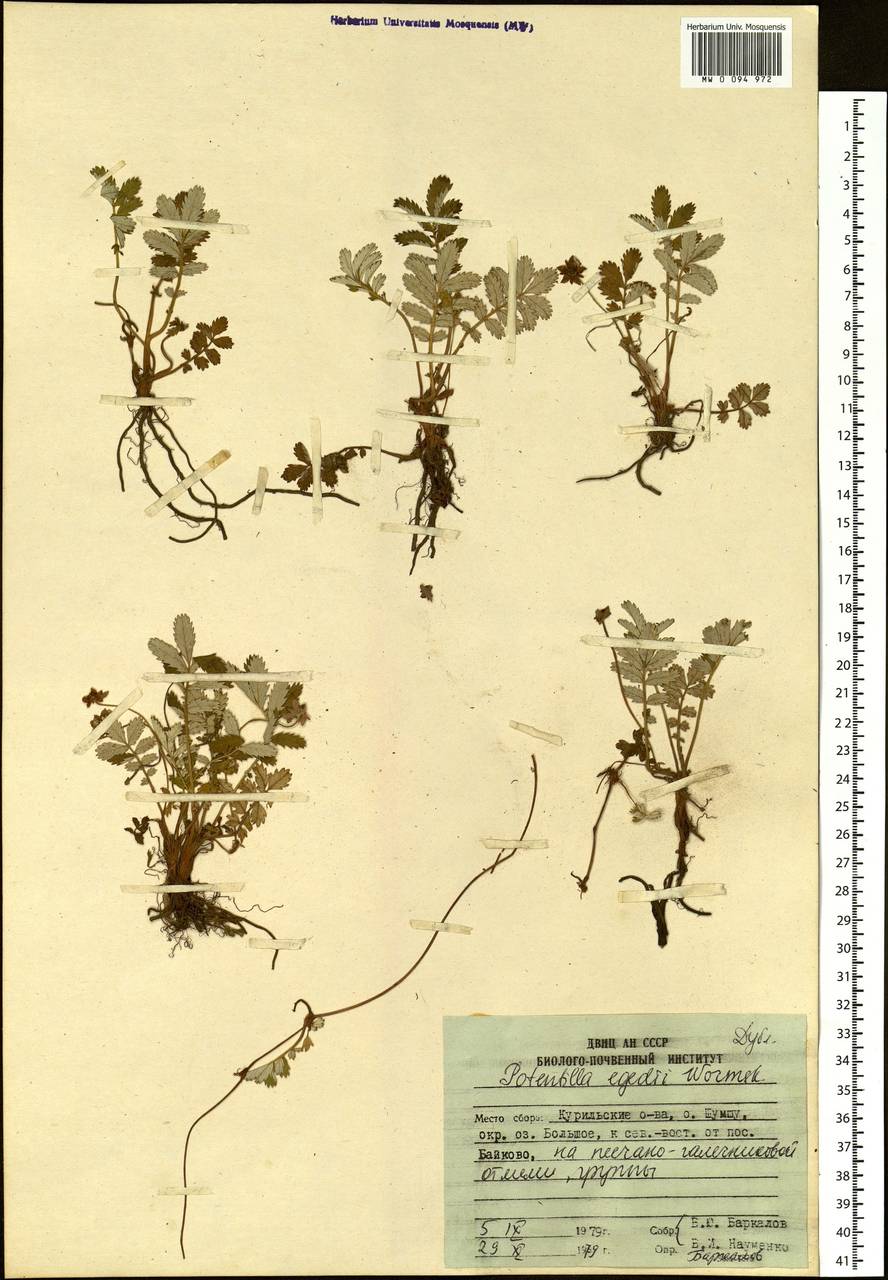 Argentina anserina subsp. egedei (Wormsk.) Á. Löve & Ritchie, Siberia, Russian Far East (S6) (Russia)