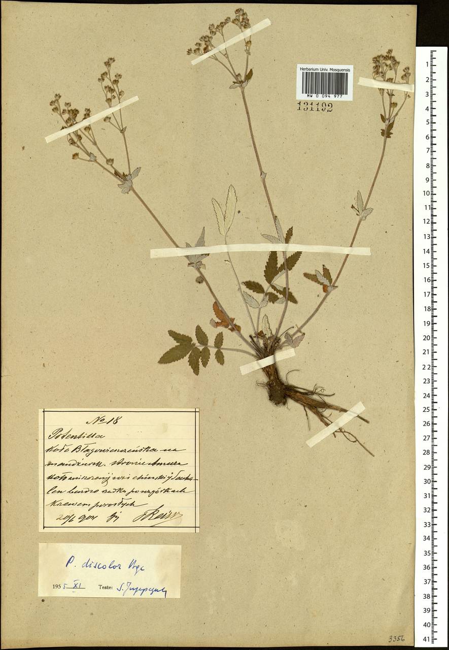 Potentilla discolor Bunge, South Asia, South Asia (Asia outside ex-Soviet states and Mongolia) (ASIA) (China)