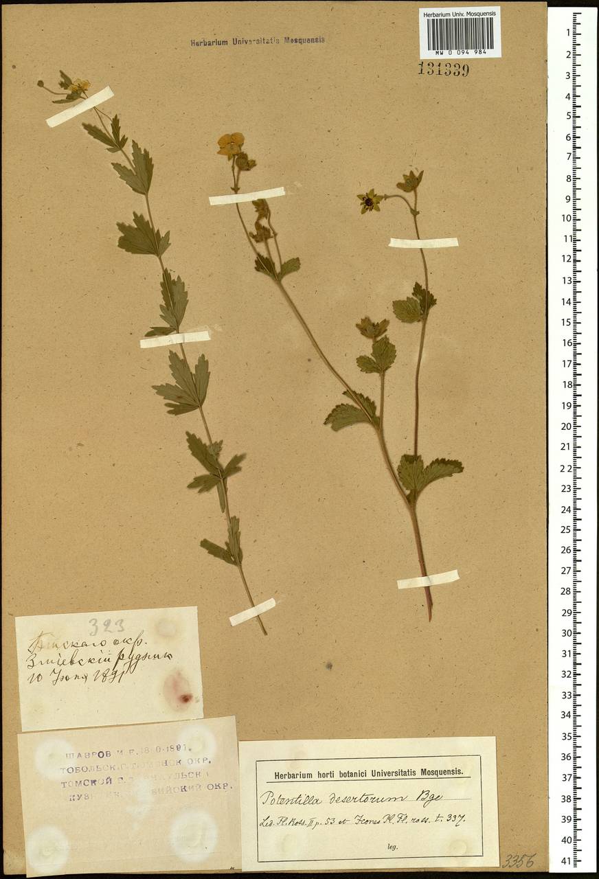 Potentilla desertorum Bunge, Siberia, Altai & Sayany Mountains (S2) (Russia)