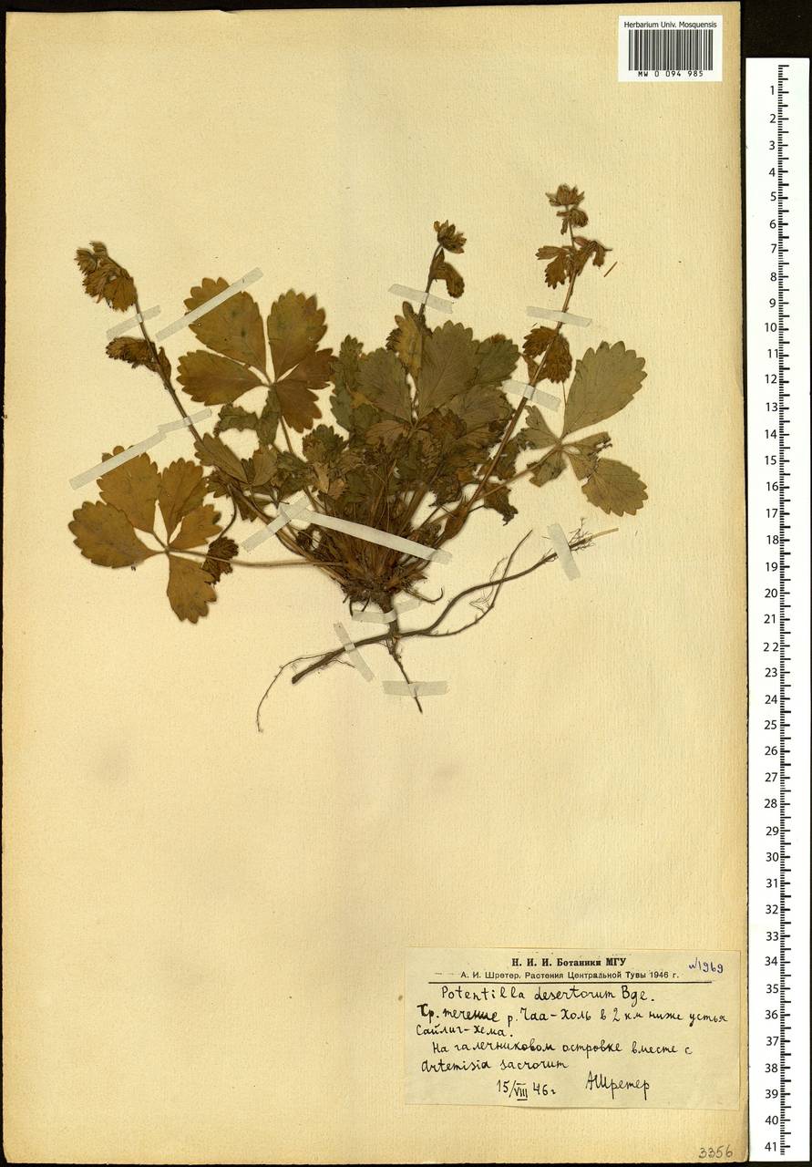 Potentilla desertorum Bunge, Siberia, Altai & Sayany Mountains (S2) (Russia)