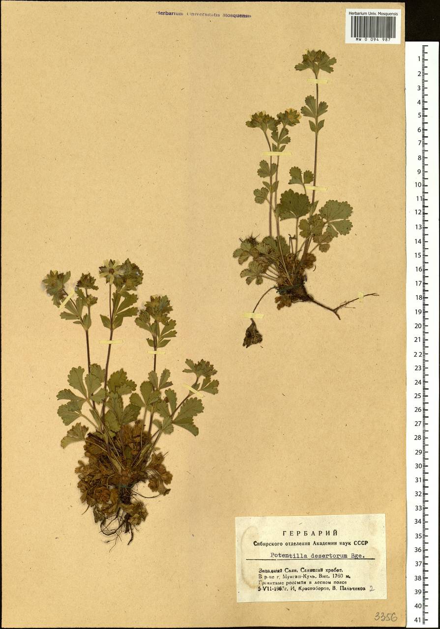 Potentilla desertorum Bunge, Siberia, Altai & Sayany Mountains (S2) (Russia)