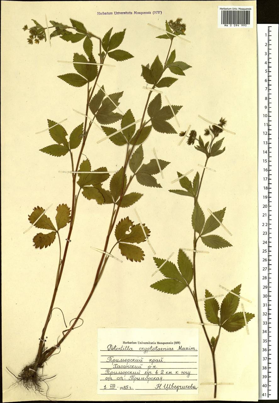 Potentilla cryptotaeniae Maxim., Siberia, Russian Far East (S6) (Russia)