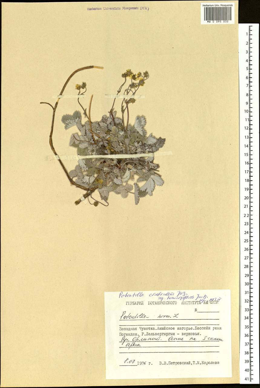 Potentilla crebridens Juz., Siberia, Chukotka & Kamchatka (S7) (Russia)
