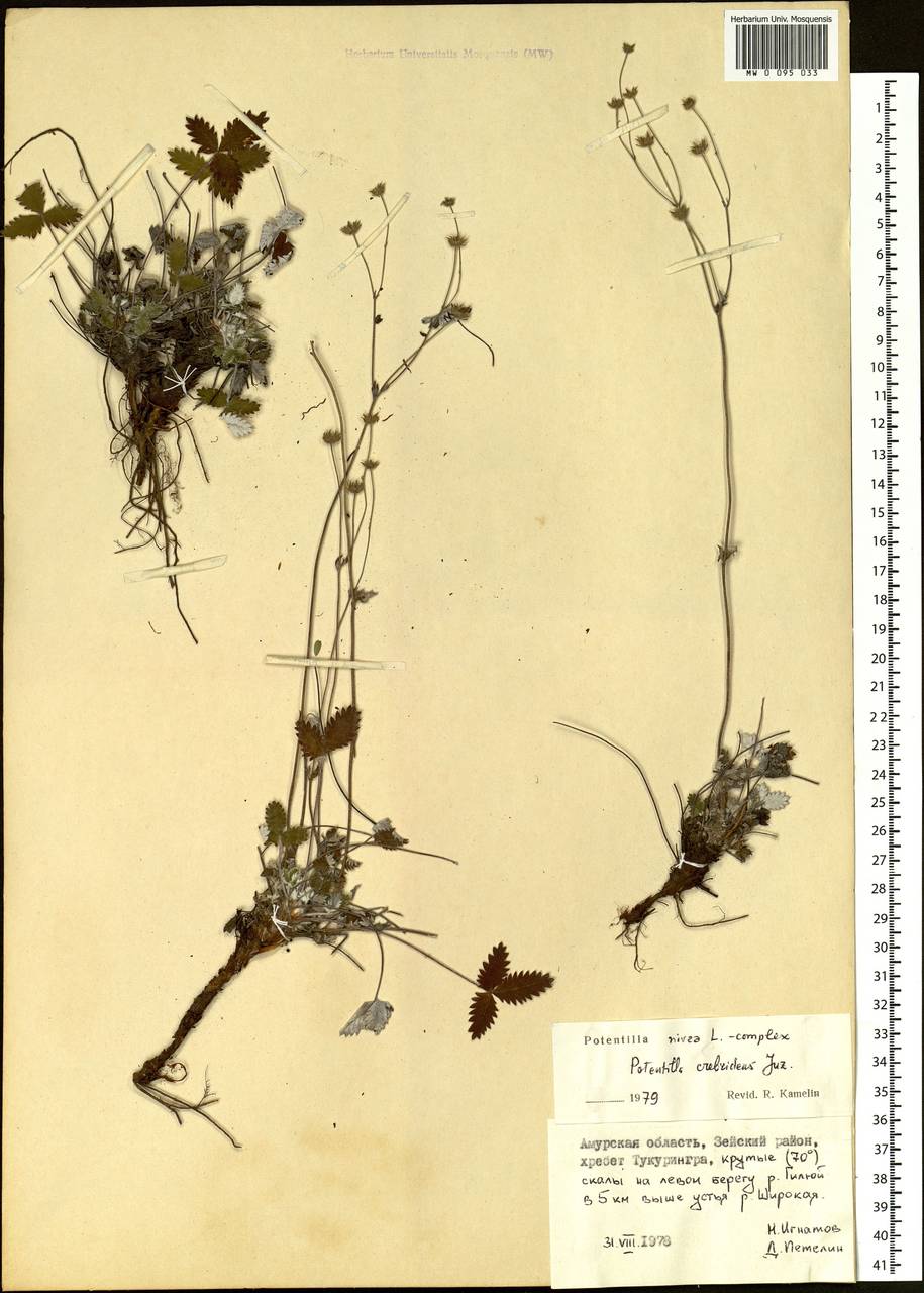 Potentilla crebridens Juz., Siberia, Russian Far East (S6) (Russia)