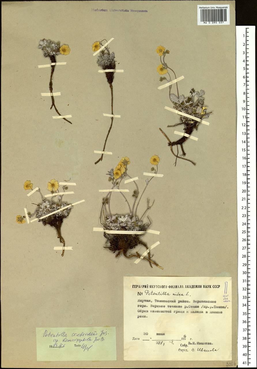 Potentilla crebridens Juz., Siberia, Yakutia (S5) (Russia)