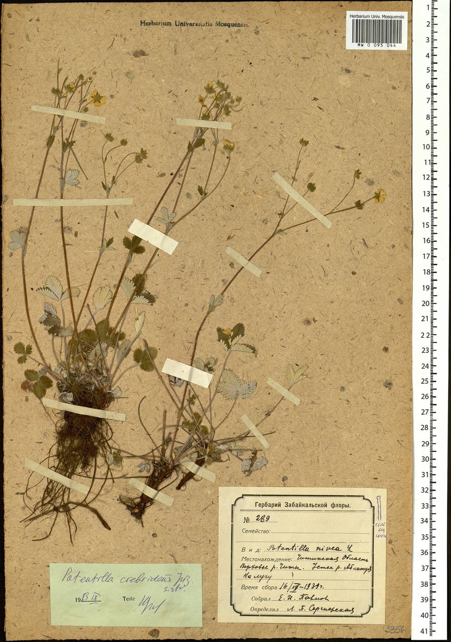 Potentilla crebridens Juz., Siberia, Baikal & Transbaikal region (S4) (Russia)