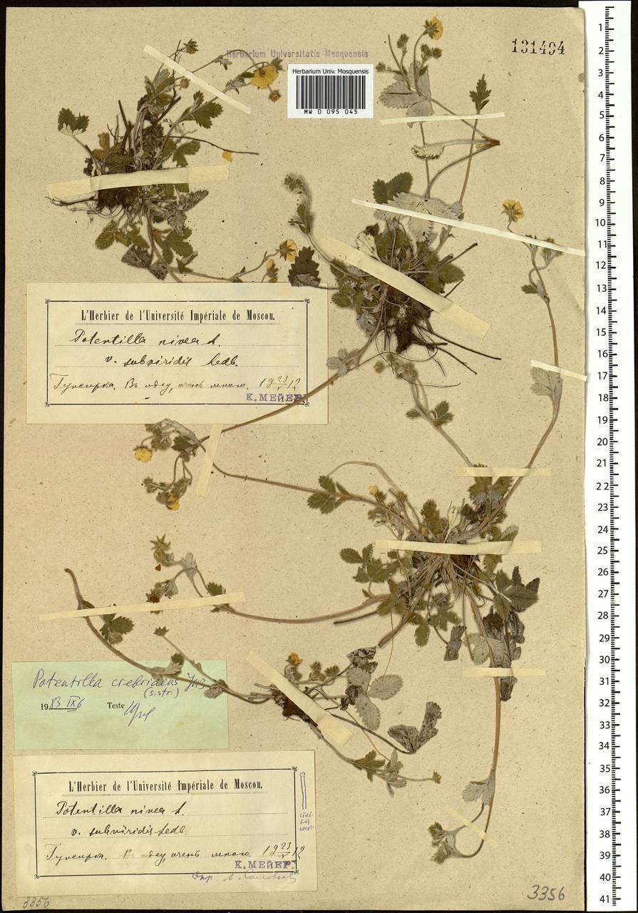 Potentilla crebridens Juz., Siberia, Baikal & Transbaikal region (S4) (Russia)