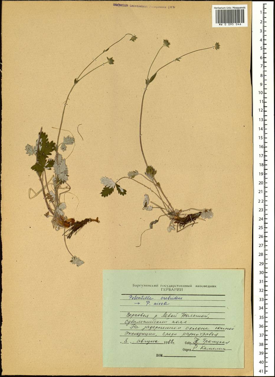 Potentilla crebridens Juz., Siberia, Baikal & Transbaikal region (S4) (Russia)