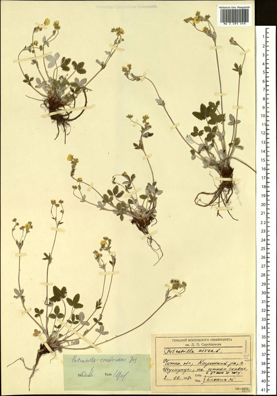 Potentilla crebridens Juz., Siberia, Baikal & Transbaikal region (S4) (Russia)