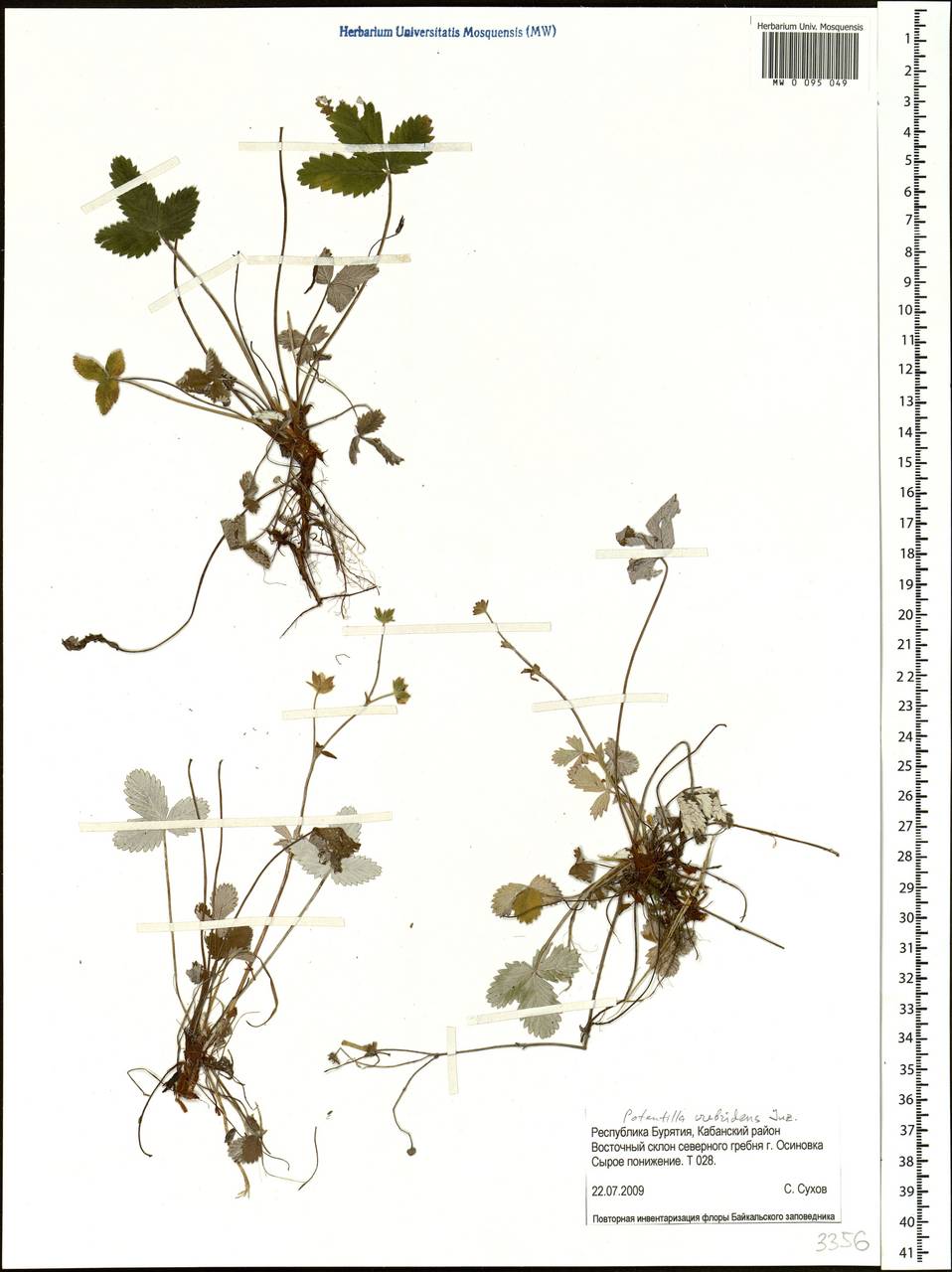 Potentilla crebridens Juz., Siberia, Baikal & Transbaikal region (S4) (Russia)
