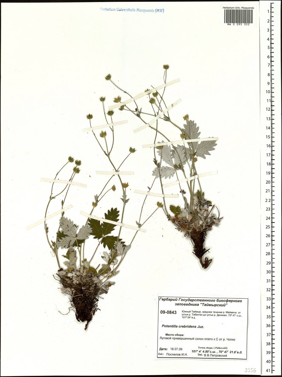 Potentilla crebridens Juz., Siberia, Central Siberia (S3) (Russia)