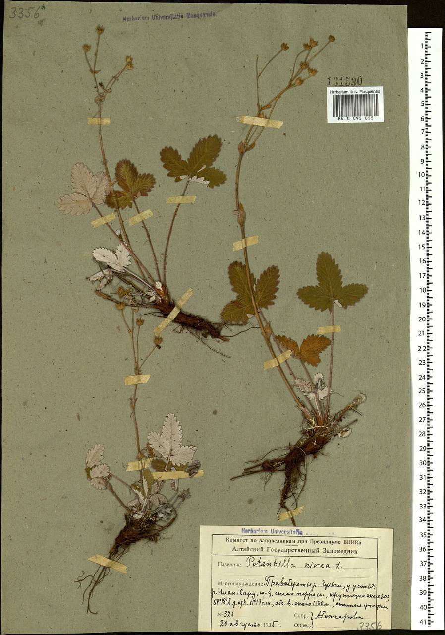 Potentilla crebridens Juz., Siberia, Altai & Sayany Mountains (S2) (Russia)