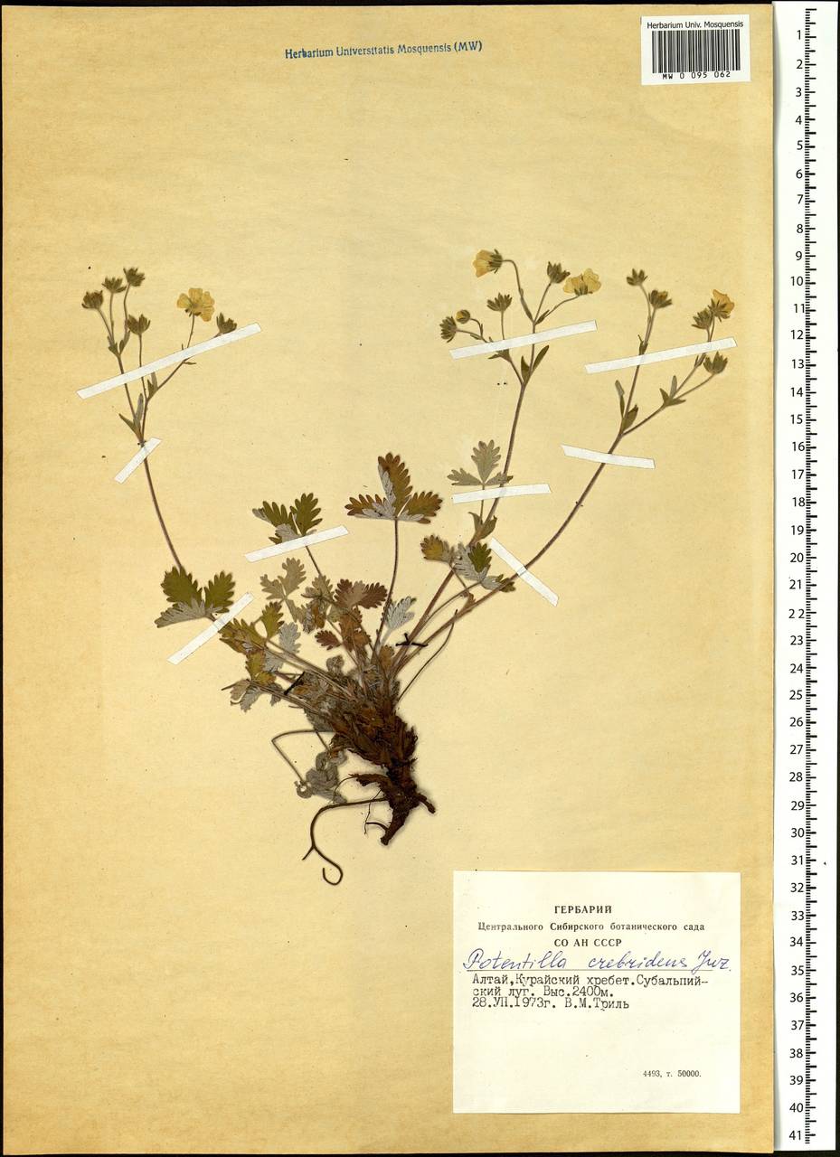 Potentilla crebridens Juz., Siberia, Altai & Sayany Mountains (S2) (Russia)