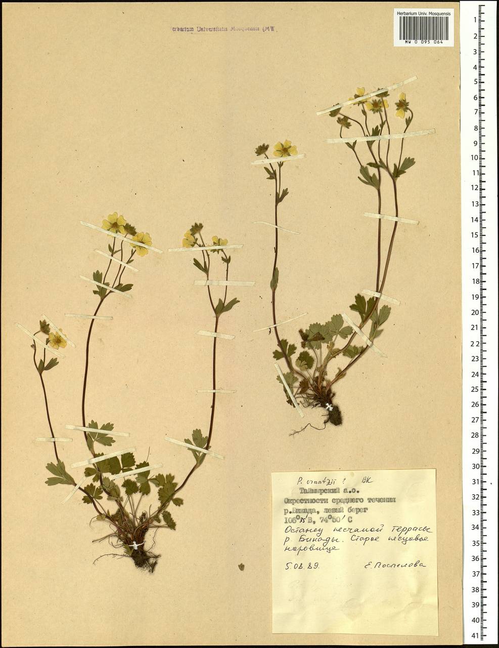 Potentilla crantzii (Crantz) Beck ex Fritsch, Siberia, Central Siberia (S3) (Russia)