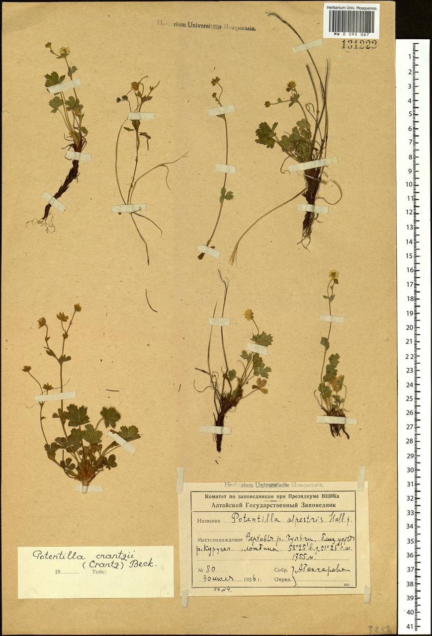 Potentilla crantzii (Crantz) Beck, Siberia, Altai & Sayany Mountains (S2) (Russia)