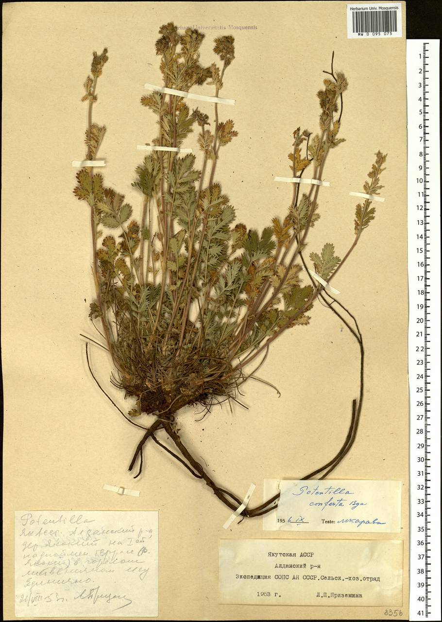 Potentilla conferta Bunge, Siberia, Yakutia (S5) (Russia)