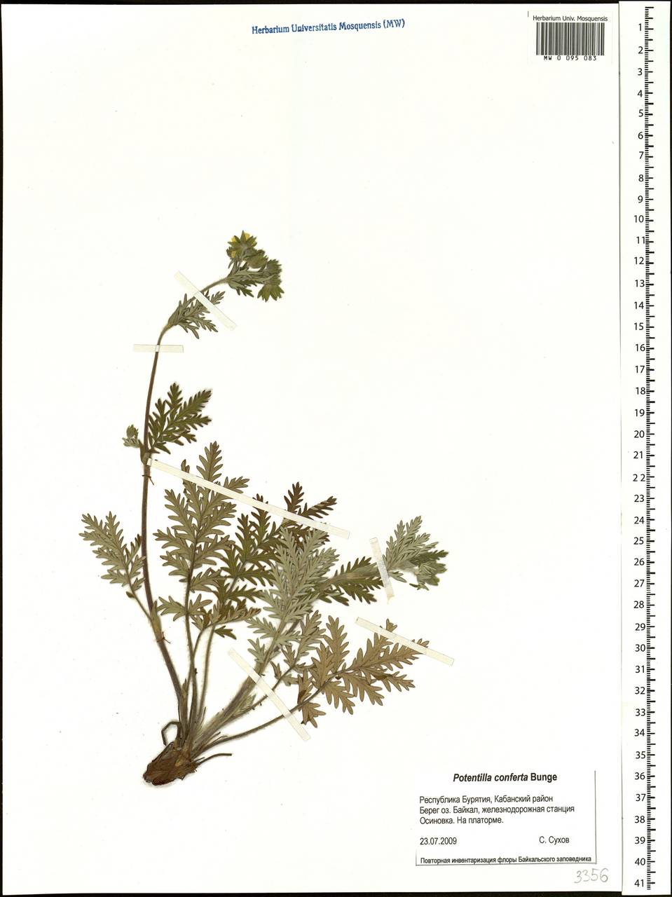 Potentilla conferta Bunge, Siberia, Baikal & Transbaikal region (S4) (Russia)