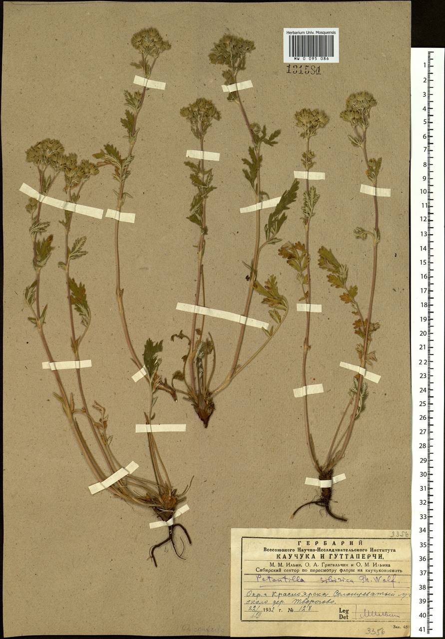 Potentilla conferta Bunge, Siberia, Central Siberia (S3) (Russia)