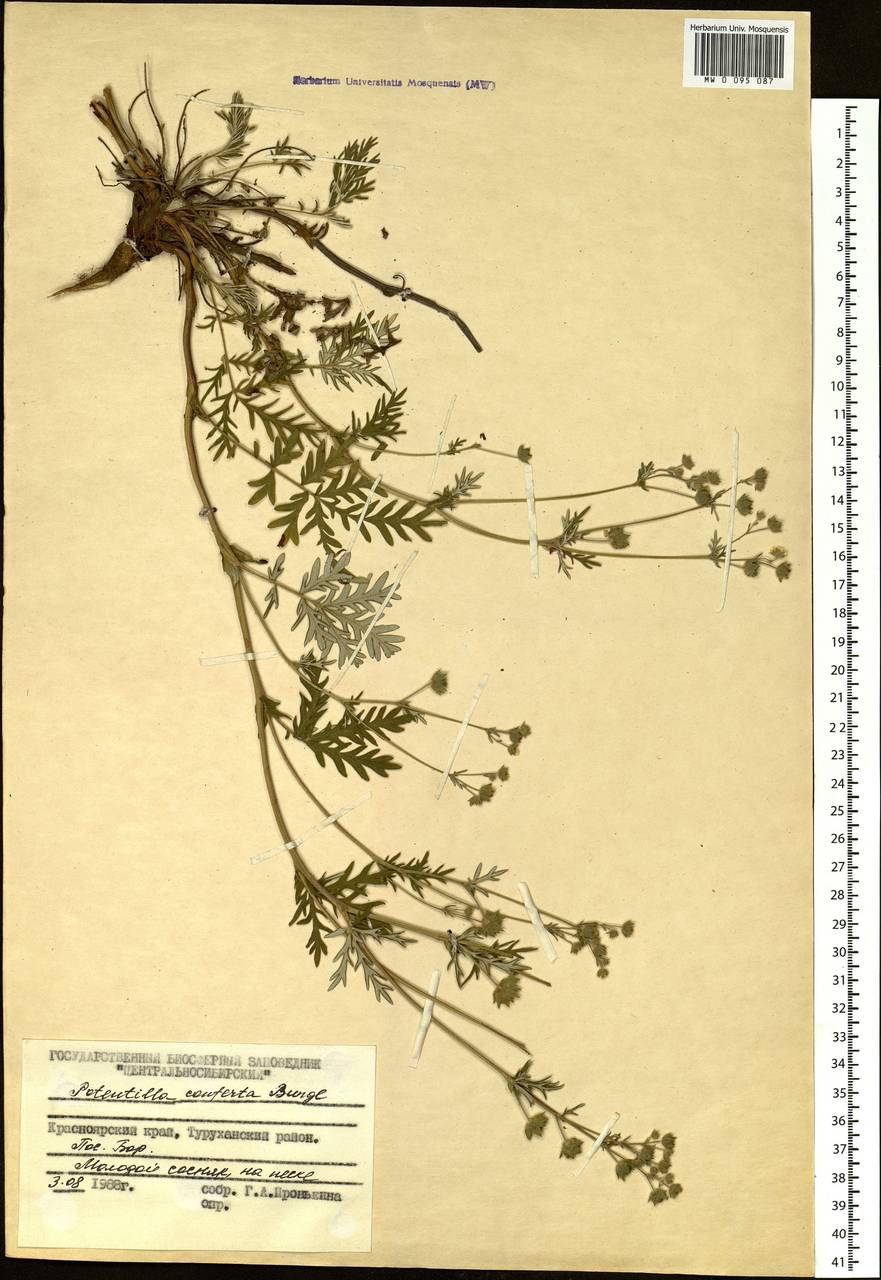 Potentilla conferta Bunge, Siberia, Central Siberia (S3) (Russia)