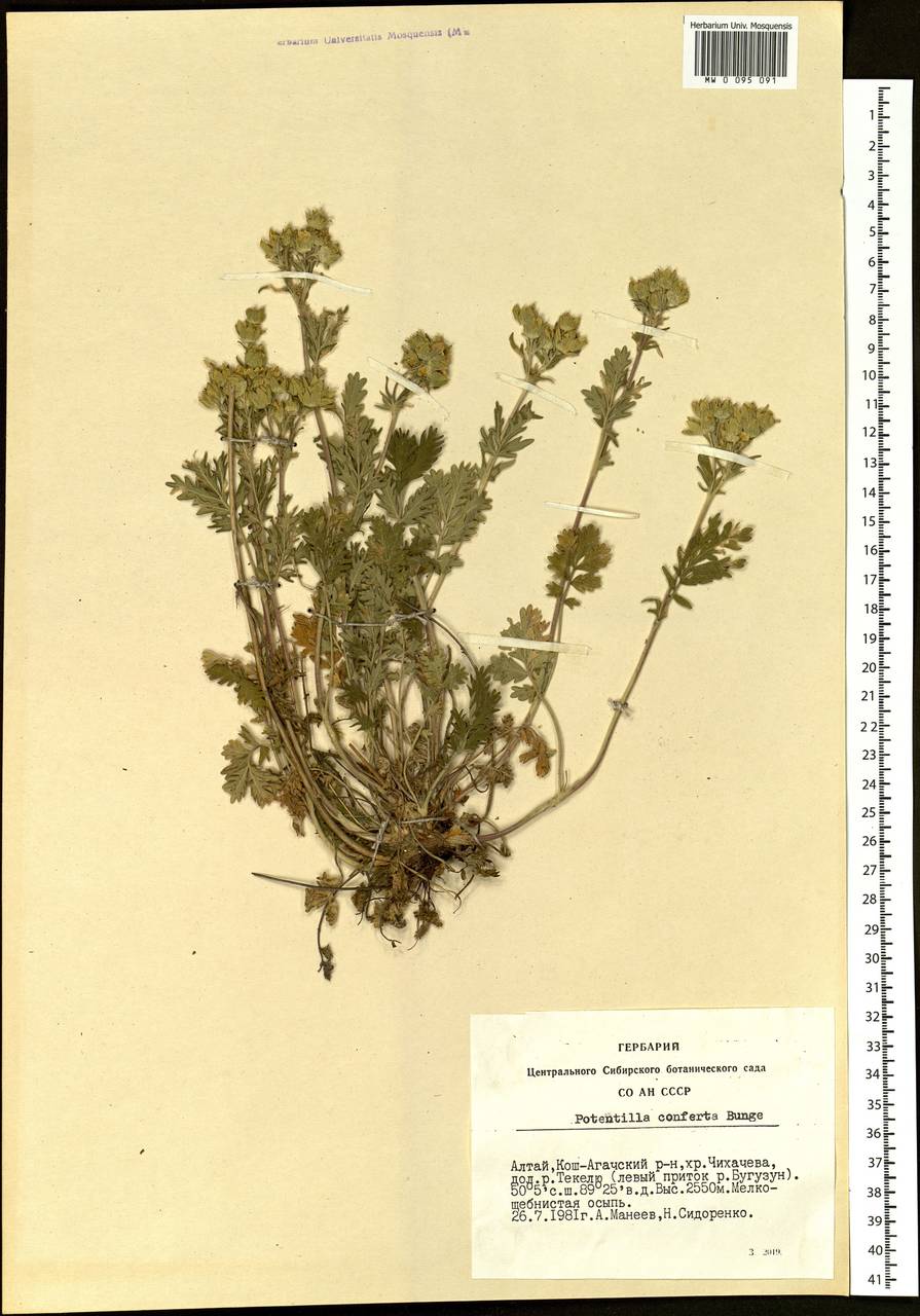 Potentilla conferta Bunge, Siberia, Altai & Sayany Mountains (S2) (Russia)