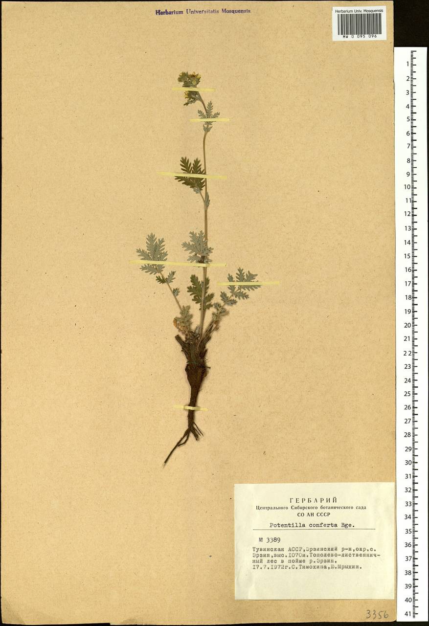 Potentilla conferta Bunge, Siberia, Altai & Sayany Mountains (S2) (Russia)