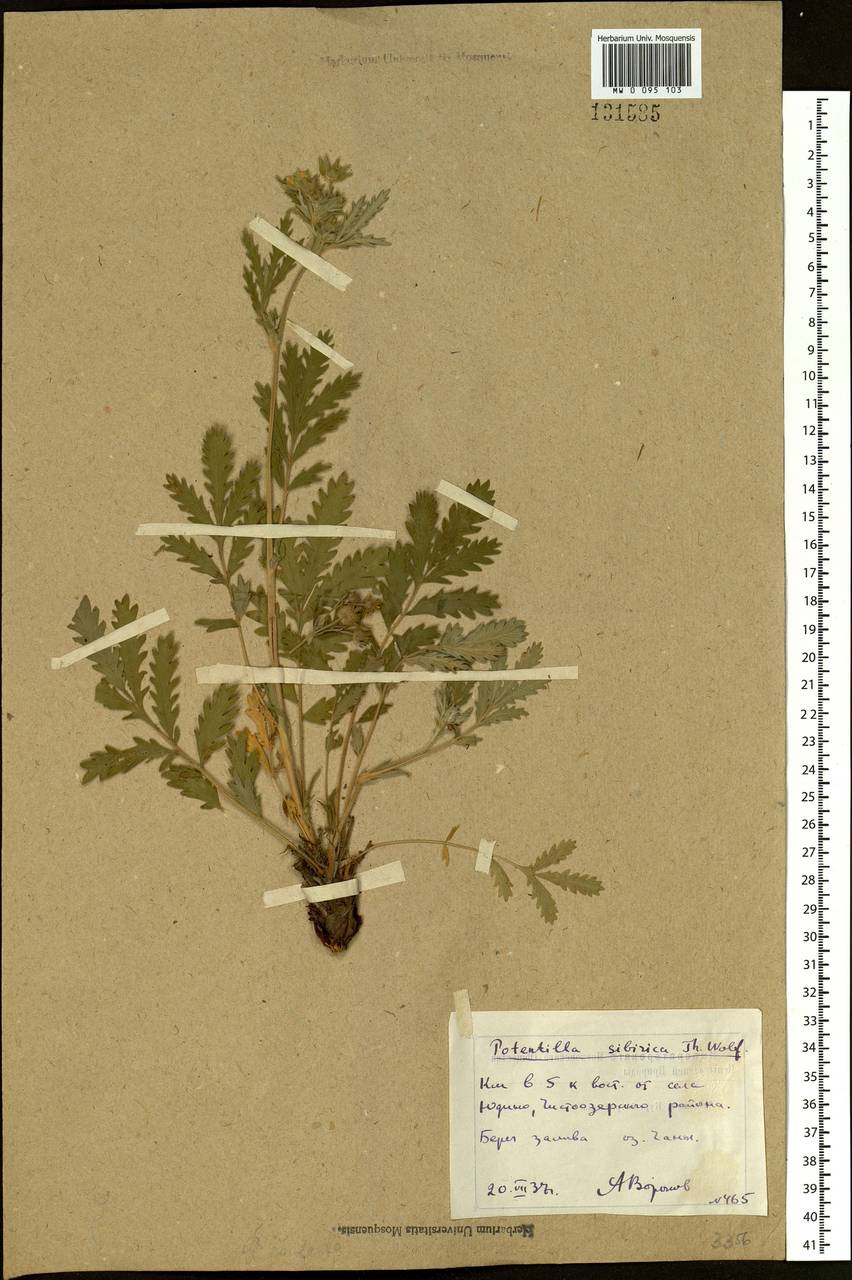 Potentilla conferta Bunge, Siberia, Western Siberia (S1) (Russia)