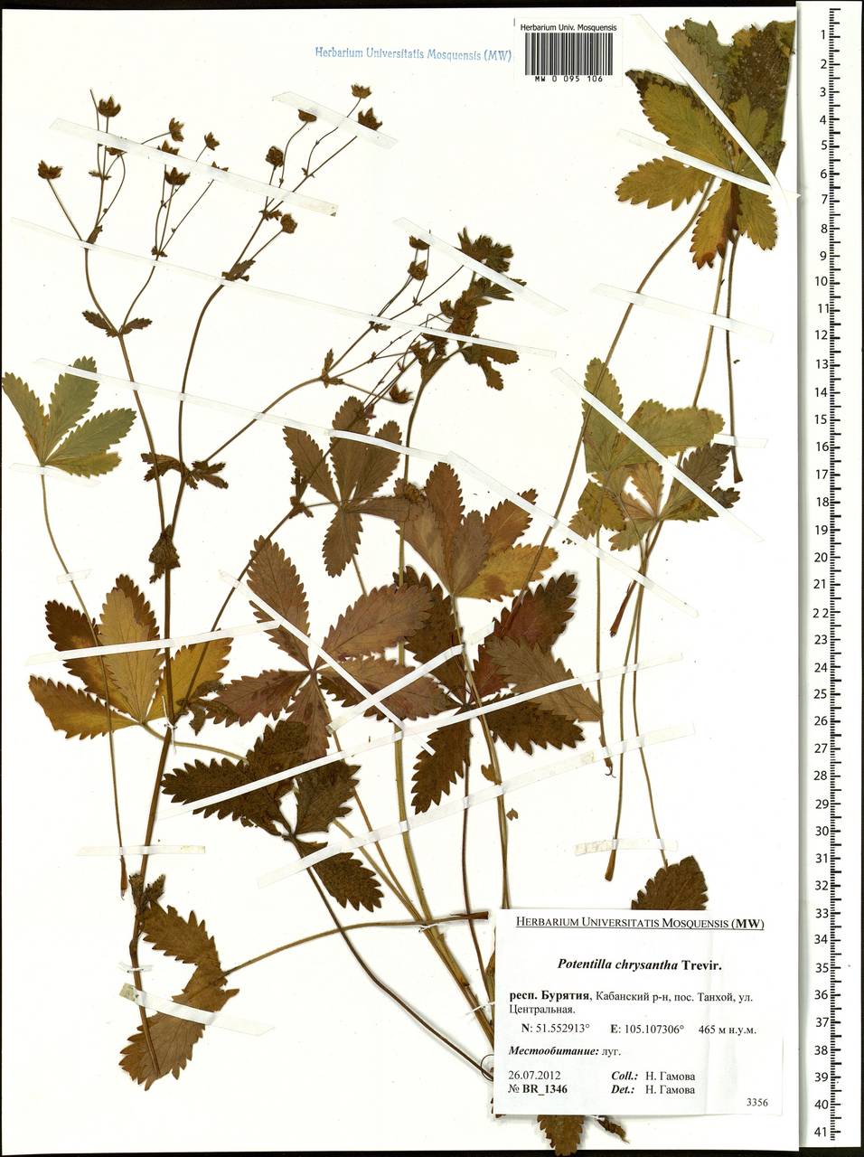 Potentilla chrysantha, Siberia, Baikal & Transbaikal region (S4) (Russia)