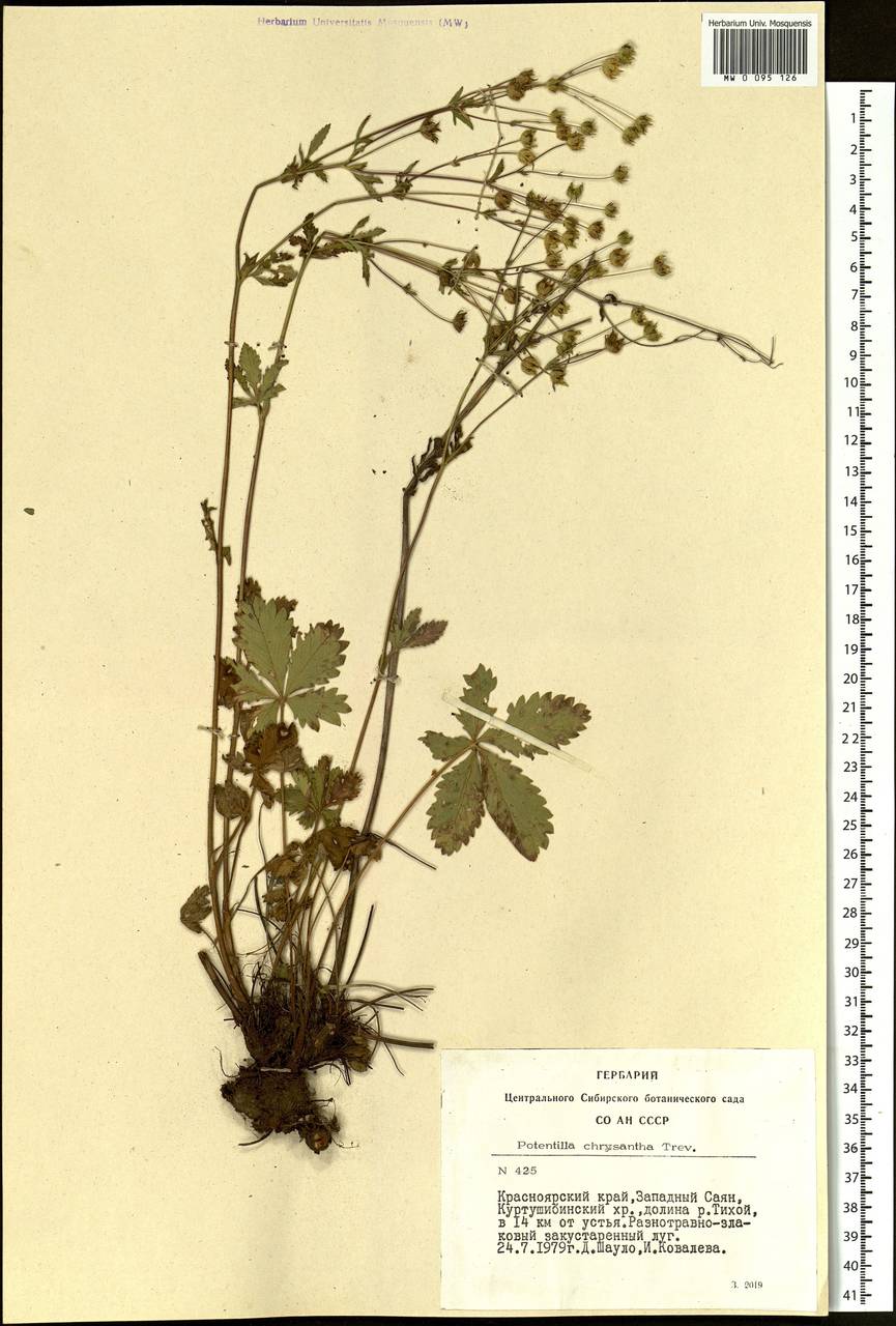 Potentilla chrysantha Trevir., Siberia, Altai & Sayany Mountains (S2) (Russia)