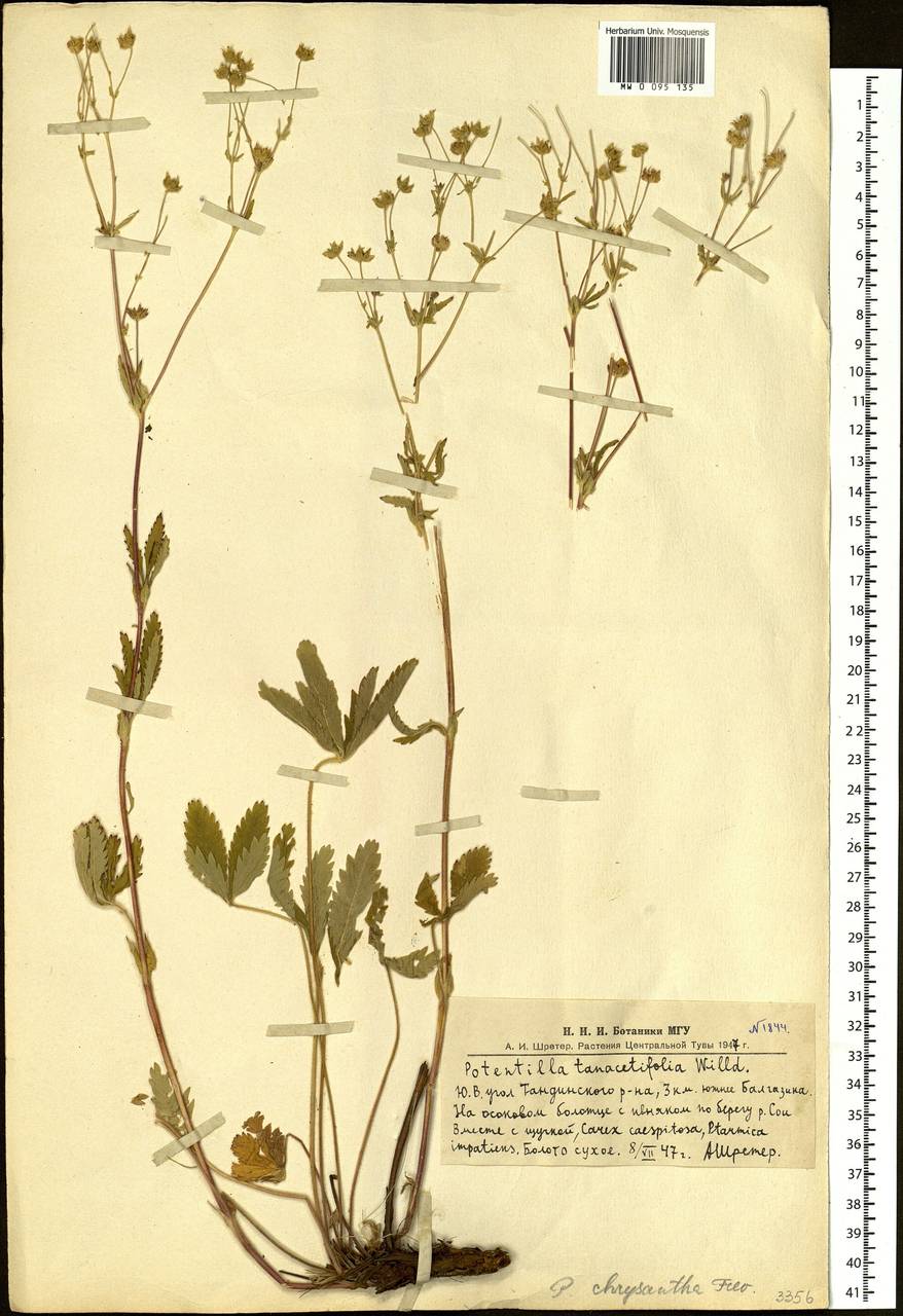 Potentilla chrysantha Trevir., Siberia, Altai & Sayany Mountains (S2) (Russia)