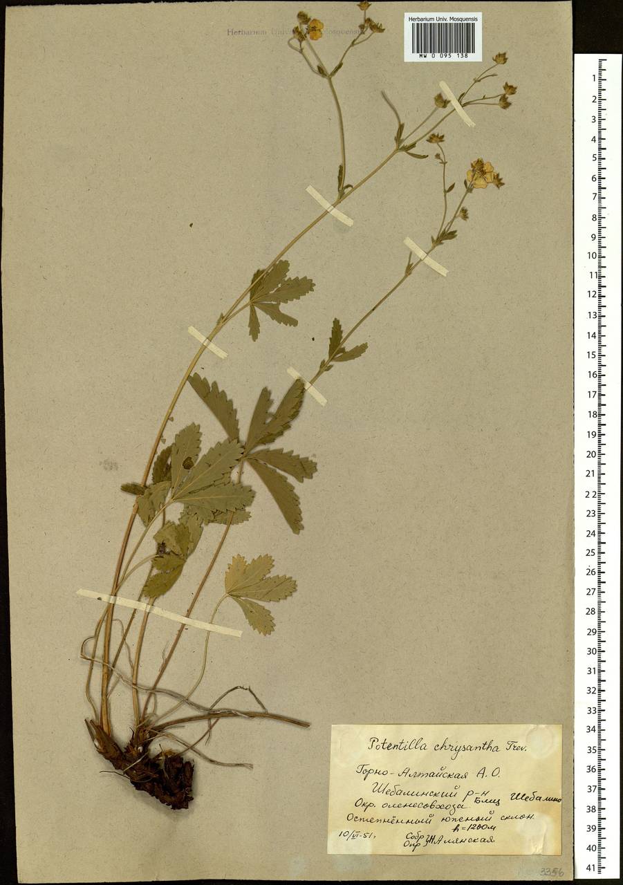 Potentilla chrysantha, Siberia, Altai & Sayany Mountains (S2) (Russia)