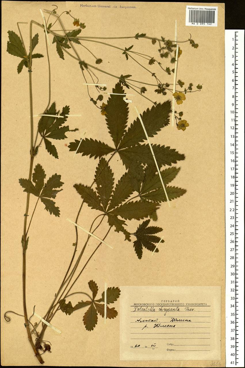 Potentilla chrysantha Trevir., Siberia, Altai & Sayany Mountains (S2) (Russia)