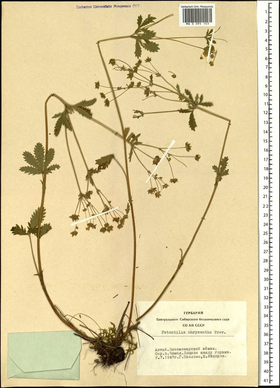 Potentilla chrysantha Trevir., Siberia, Altai & Sayany Mountains (S2) (Russia)