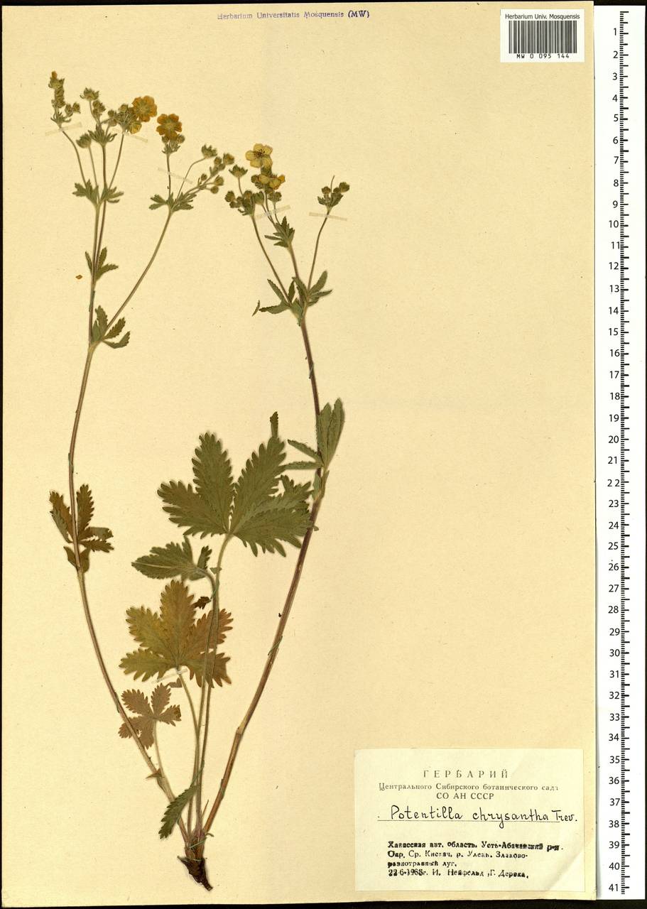 Potentilla chrysantha, Siberia, Altai & Sayany Mountains (S2) (Russia)