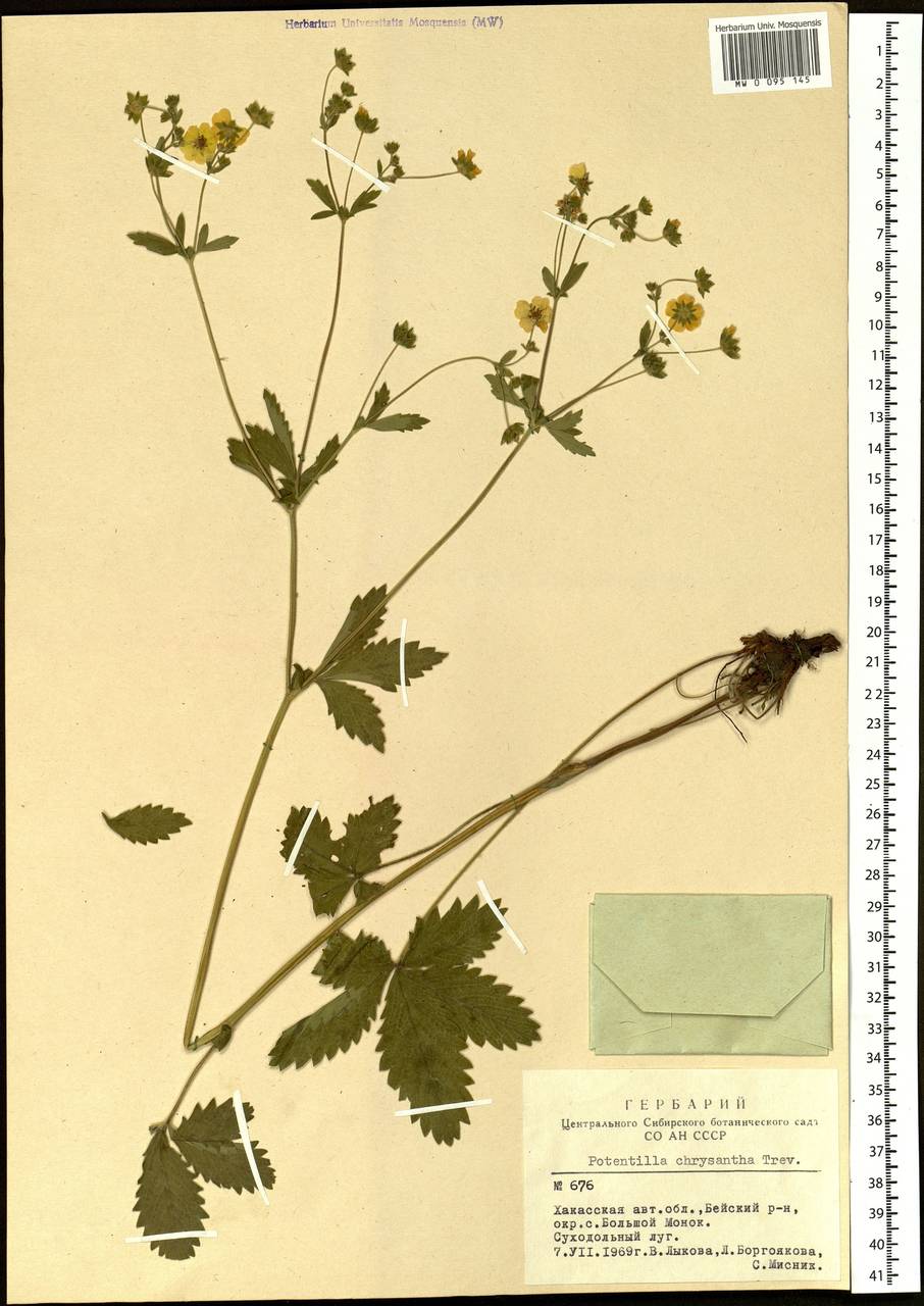 Potentilla chrysantha, Siberia, Altai & Sayany Mountains (S2) (Russia)