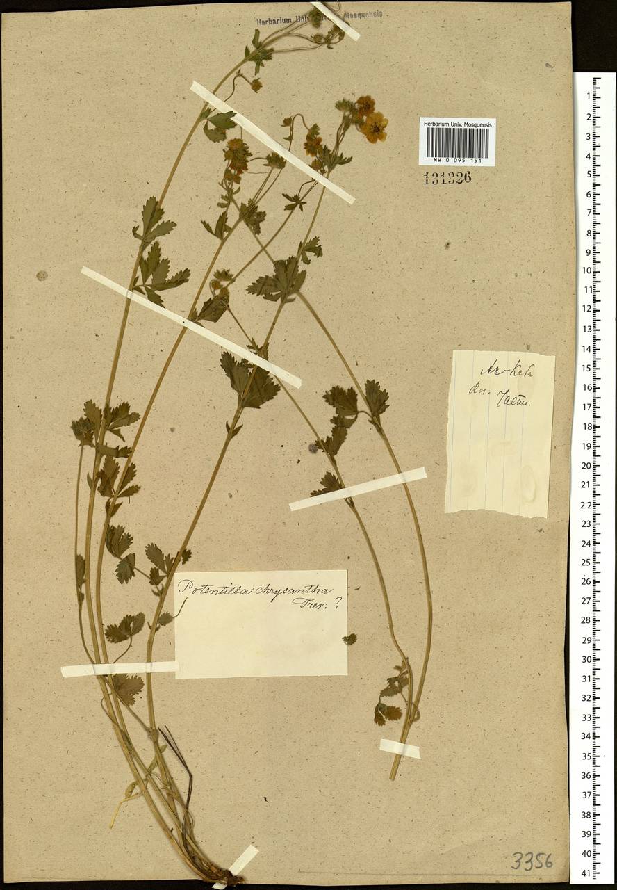 Potentilla chrysantha Trevir., Siberia, Altai & Sayany Mountains (S2) (Russia)