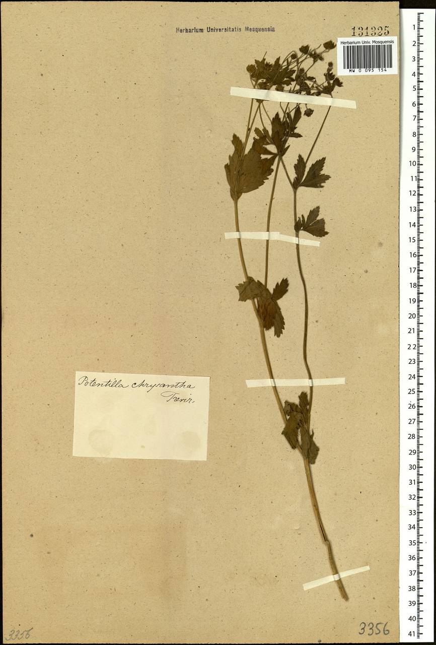 Potentilla chrysantha, Siberia (no precise locality) (S0) (Russia)